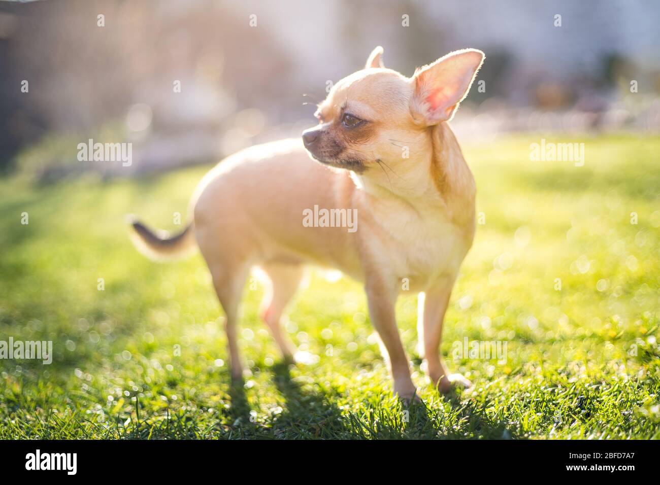 Beige chihuahua Hund auf grünem Gras Hintergrund mit Sonnenstrahlen, verblichene Optik. Stockfoto