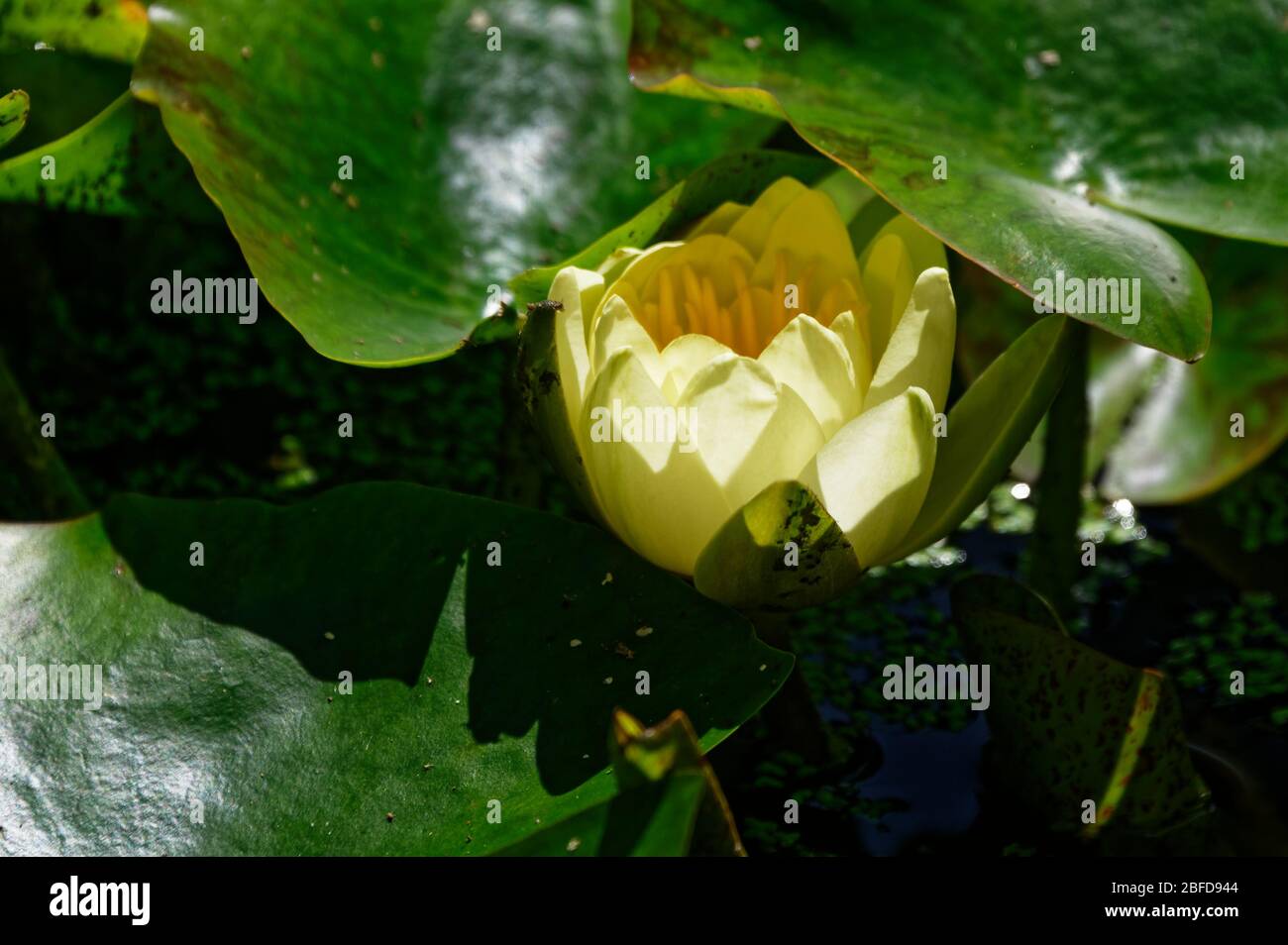 Eine hinterleuchtete gelbe Seerosenblume auf einem Teich Stockfoto