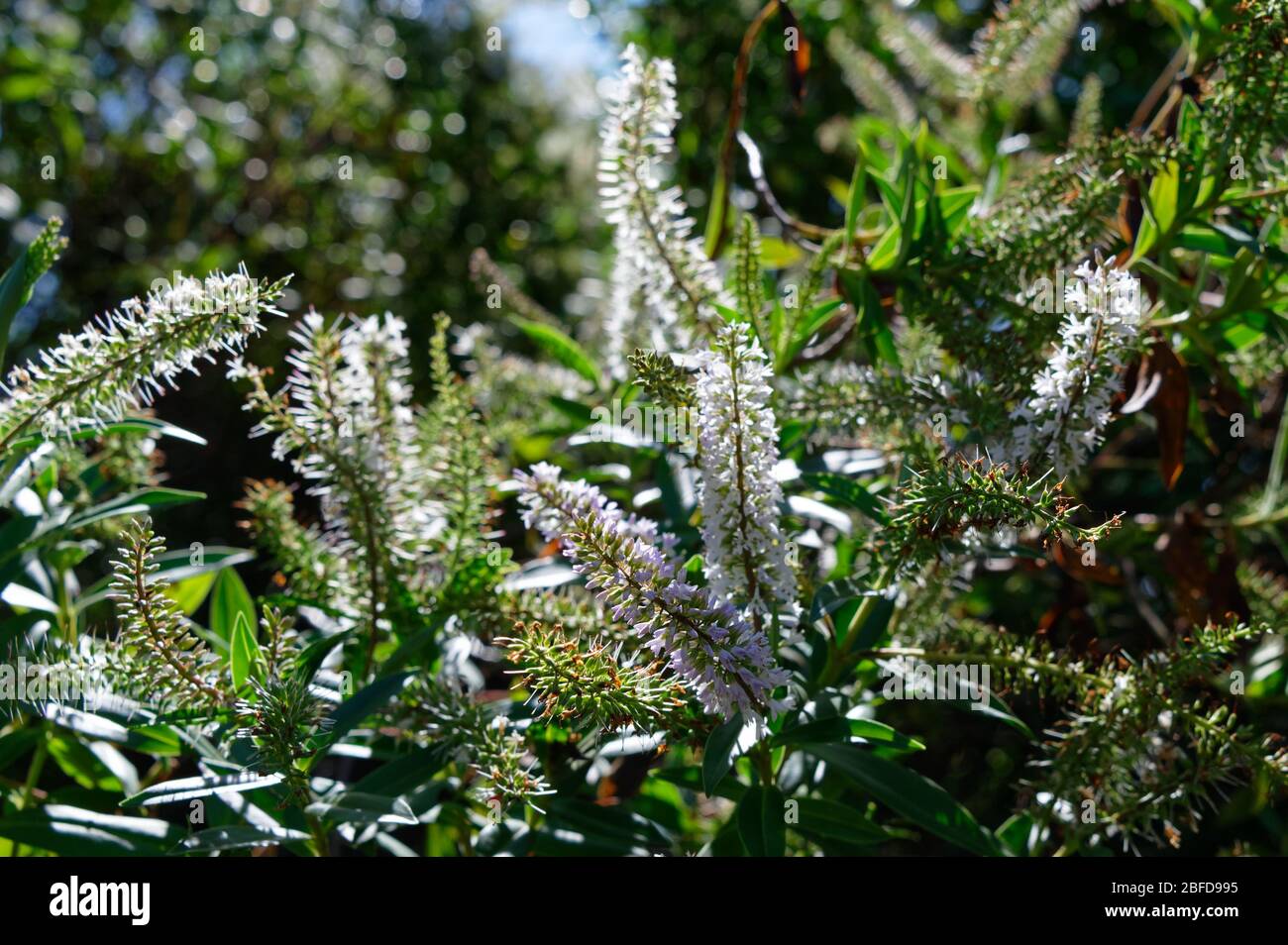 Koromiko ist eine einheimische Pflanze aus Aotearoa, Neuseeland, es ist ein popular Strauch, da es lange blüht und zieht Schmetterlinge und Bienen Stockfoto