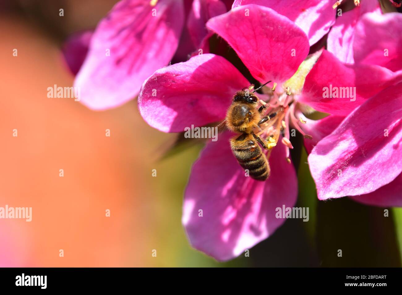 Honigbiene auf Pflaumenbaum blüht Stockfoto