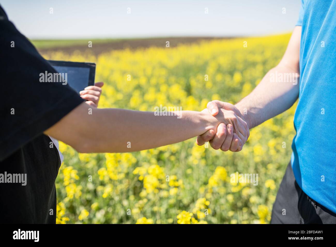 Zwei junge Agronomen haben erfolgreich einen Feldjob arrangiert und schütteln die Hände. Erfolgreiche Einigung über die Rapsproduktion. Stockfoto