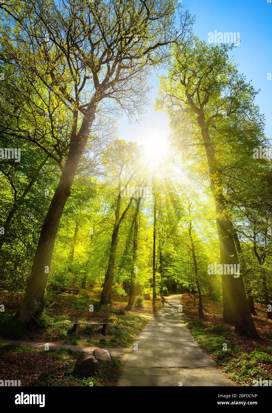 Helle Sonnenstrahlen, die wunderschön durch die Bäume eines Parks fallen, mit einem Pfad, der bergauf in Richtung Sonne führt Stockfoto