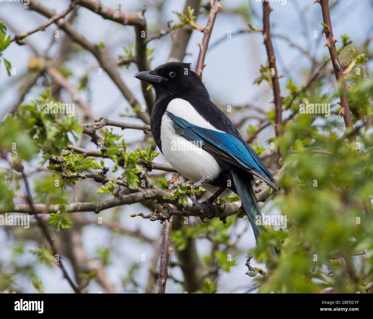 Nahaufnahme einer Elster (Pica pica) saß in einem Weißdornbaum Stockfoto