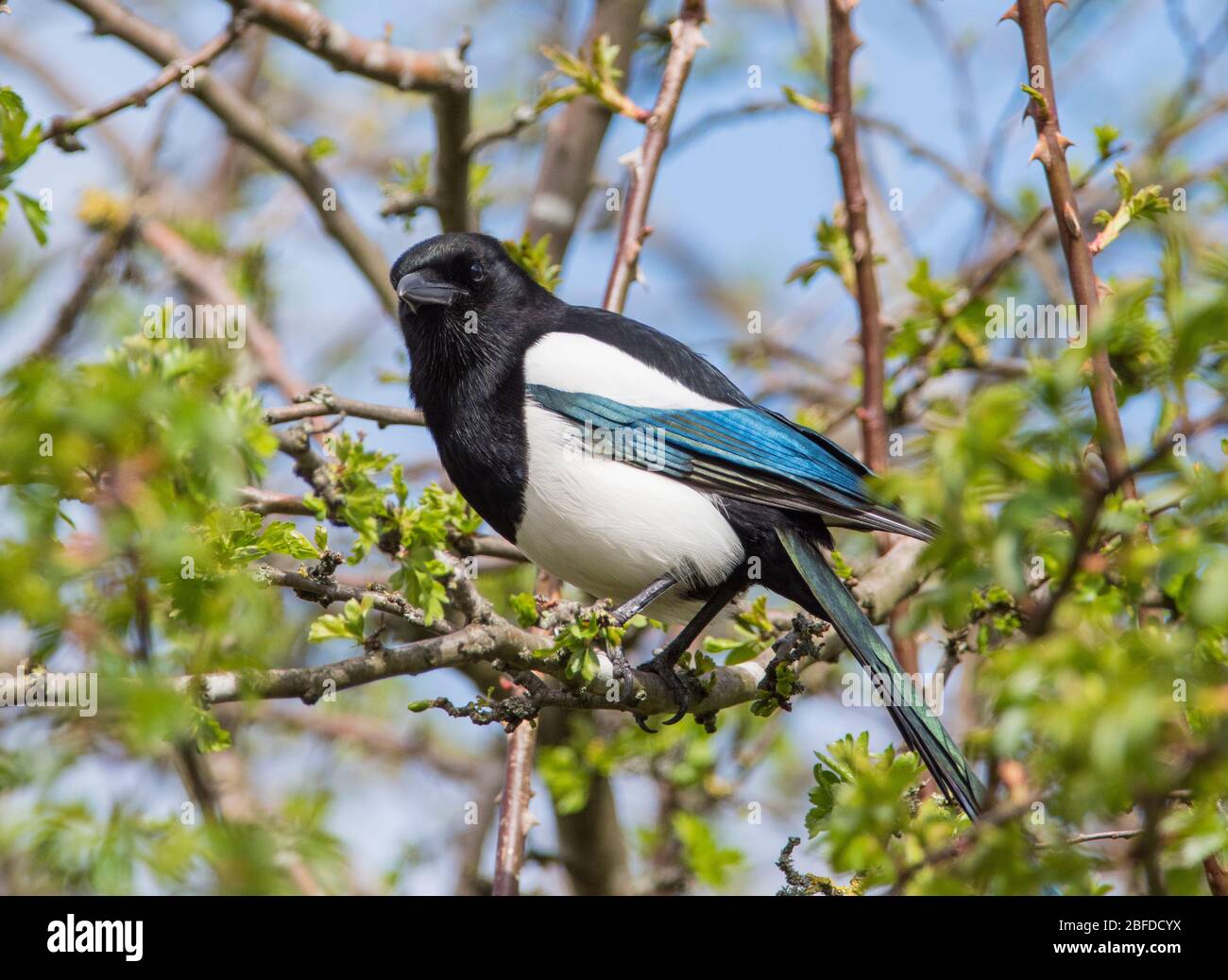 Nahaufnahme einer Elster (Pica pica) saß in einem Weißdornbaum Stockfoto