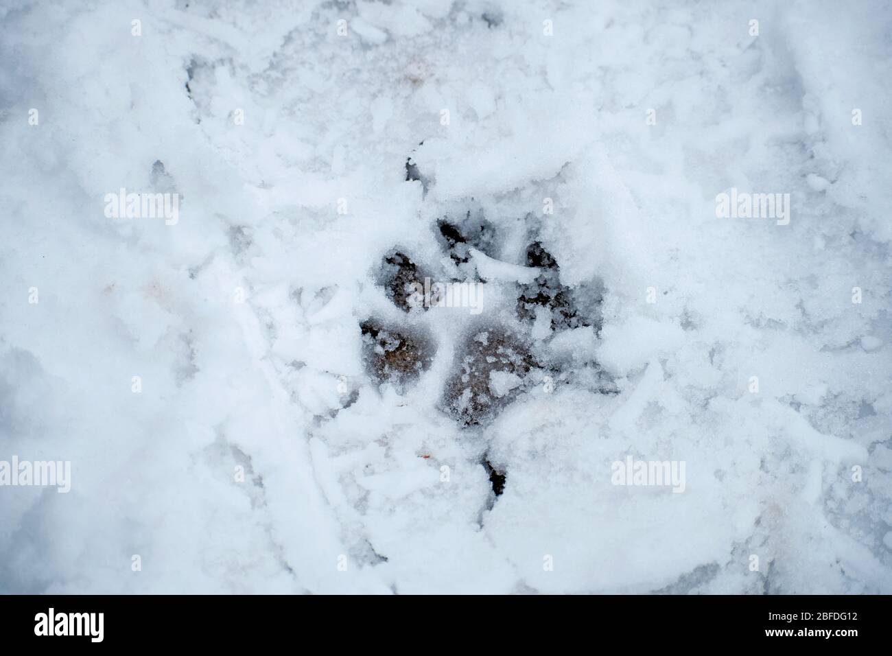 Schöner Fußabdruck Hund im Schnee. Tierischer Fußabdruck im Wald