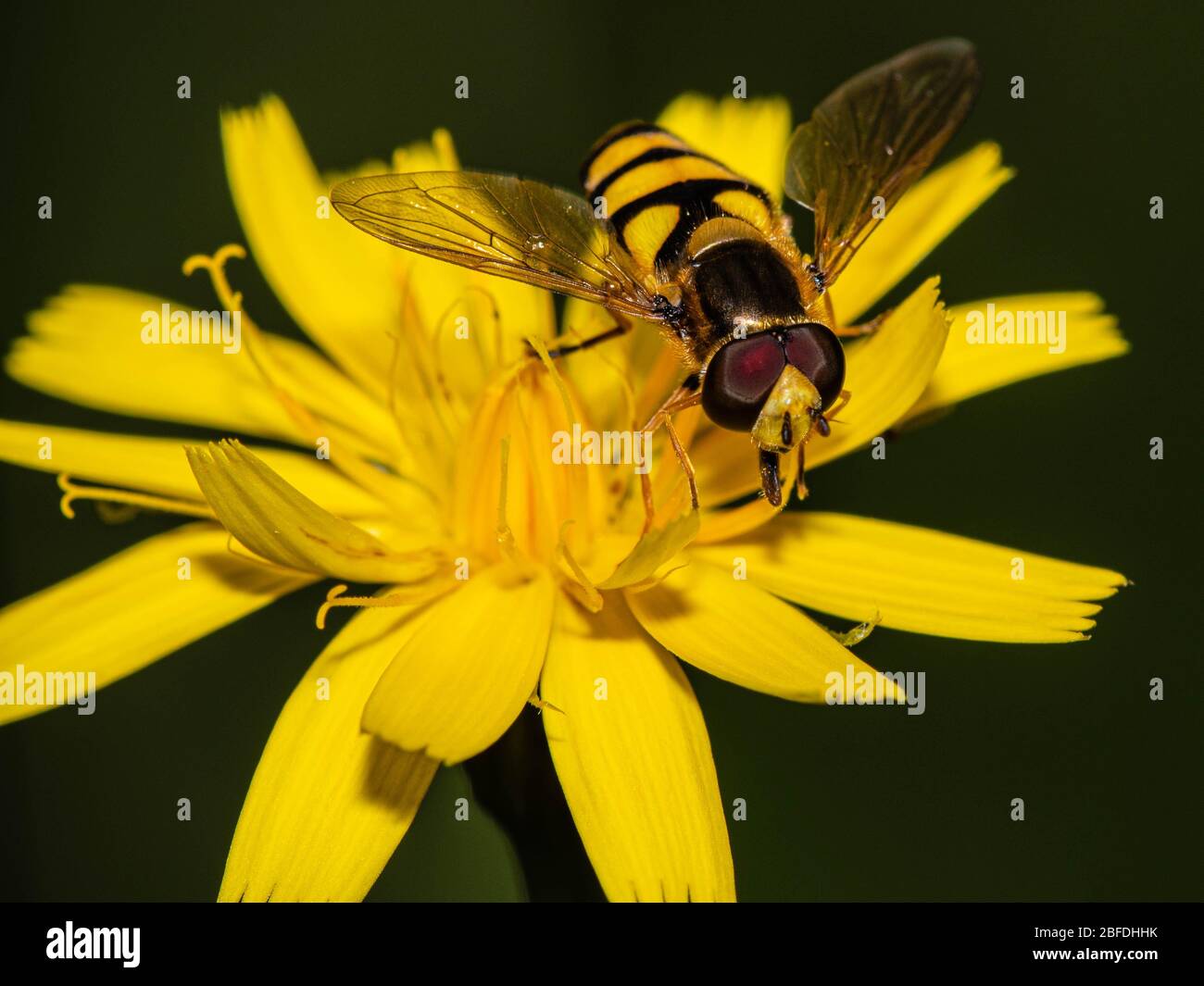 Schwebfliegen auf einer gelben Blume Stockfoto