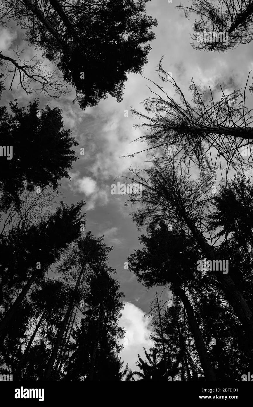 Schwarz-Weiß-Foto von Wald von unten bis zum Himmel Stockfoto