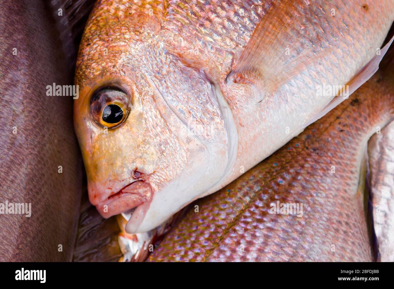 African Red Snapper gefangen vor der Küste von Nouakchott, Mauretanien. Stockfoto