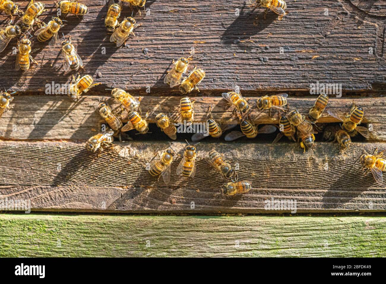Bienenhonigbiene beim Opeing der Bienenhive-Gruppe Nahaufnahme Bild Stockfoto