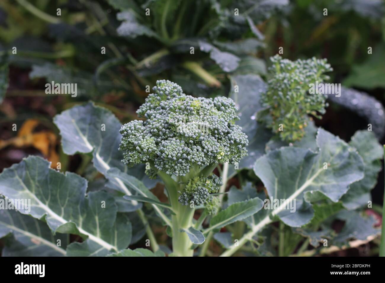 Brokkoli auf einem Gemüsepflaster anbauen - Stockfoto