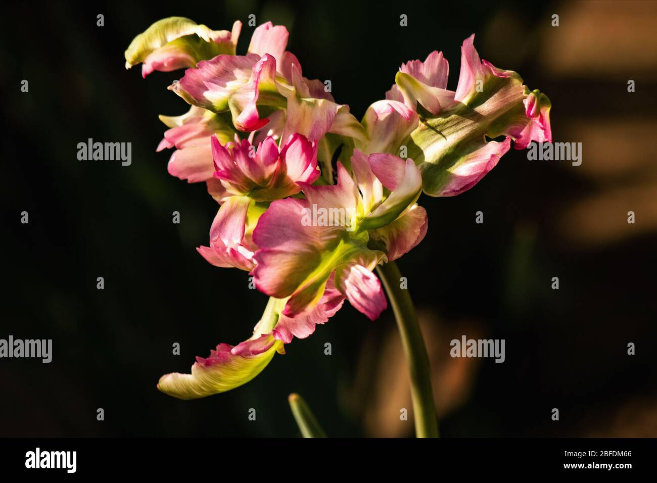 Holländischer Grüner Wellenpapagei Tulpe Auswahl einer Sorte Nahaufnahme auf einem dunklen Hintergrund. Frühling Blüte von schönen Tulpen. Schöne Blume Urlaub Auto Stockfoto