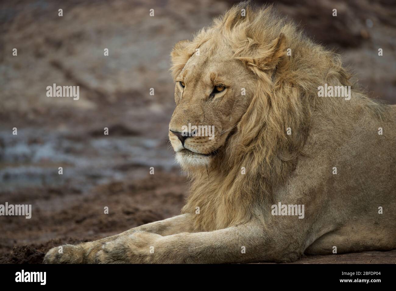 Großer männlicher Löwe für Erwachsene mit voller Mähne zum Entspannen Stockfoto
