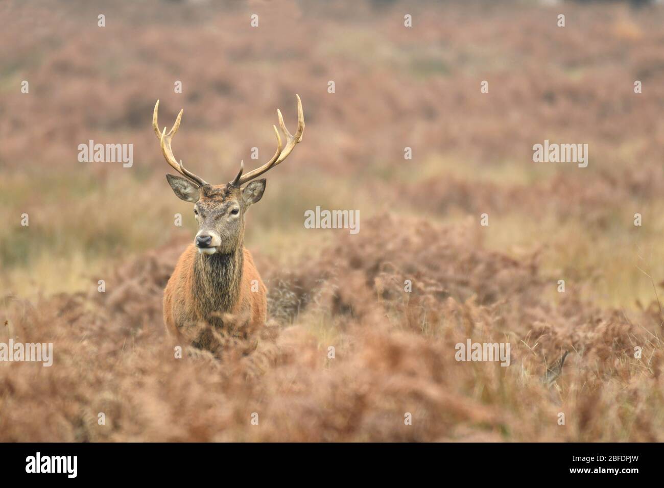 Rothirsch Cervus elaphus in Herbstfarben Stockfoto