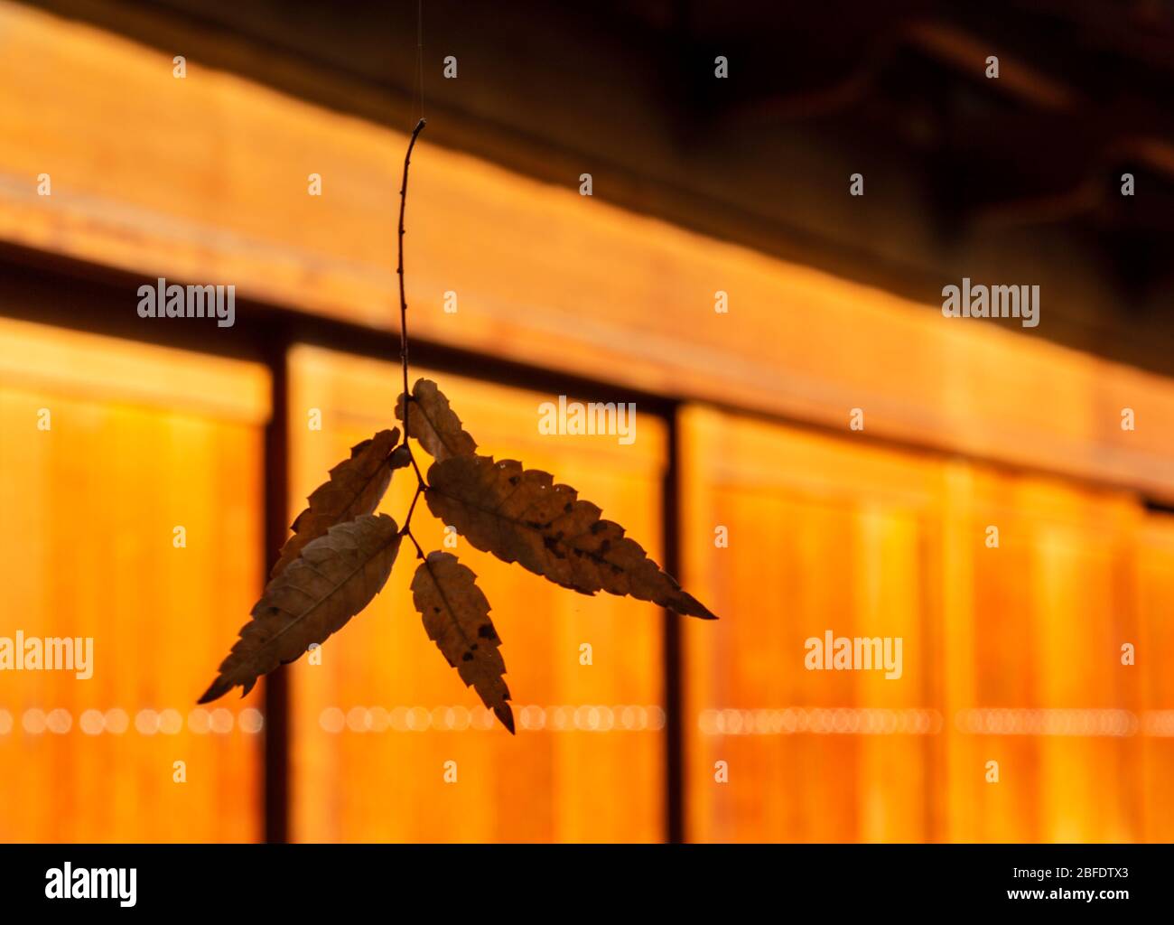 Blätter hängen an einem Spinnennetz vor einem Samurai-Haus in Kanazawa, Japan. Stockfoto