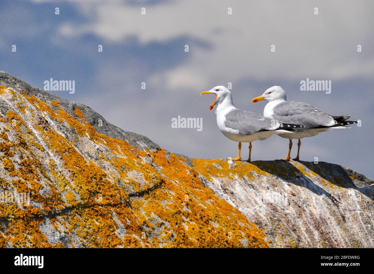 Nationalpark Galicien Atlantische Inseln. Vogelschutzgebiet. Galicien, Spanien Stockfoto