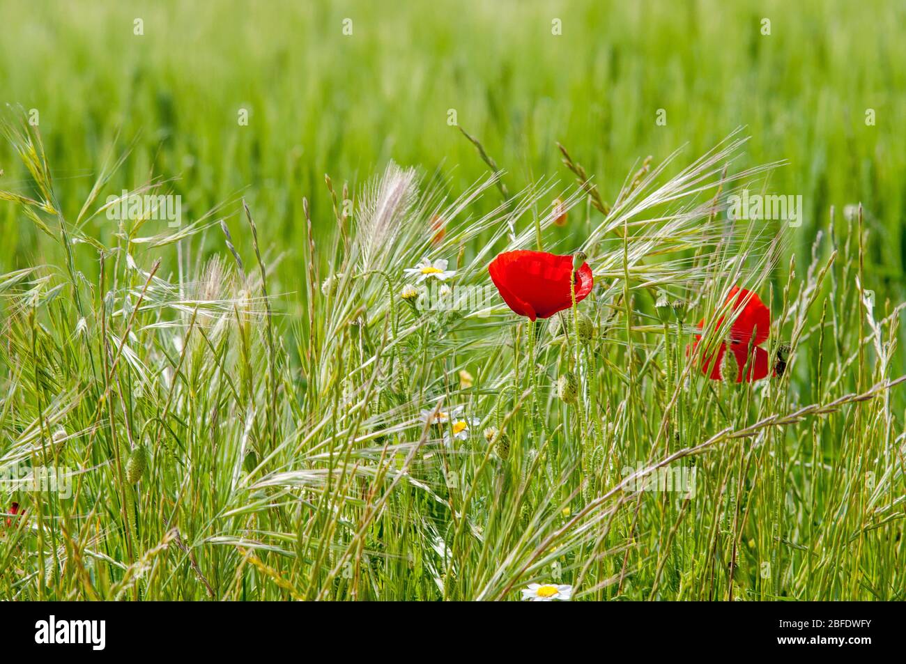 Weizenfelder, Aragon, Spanien Stockfoto
