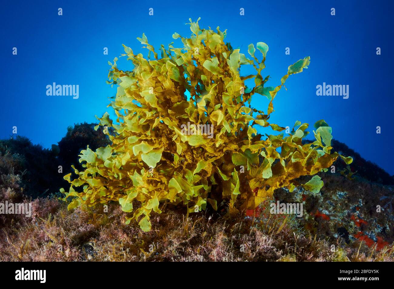Unterwasser-Makroaufnahme der grünen Flachblatt-Braunalge (Stypopodium zonale) (Tijarafe, La Palma, Kanarische Inseln, Atlantik, Spanien) Stockfoto