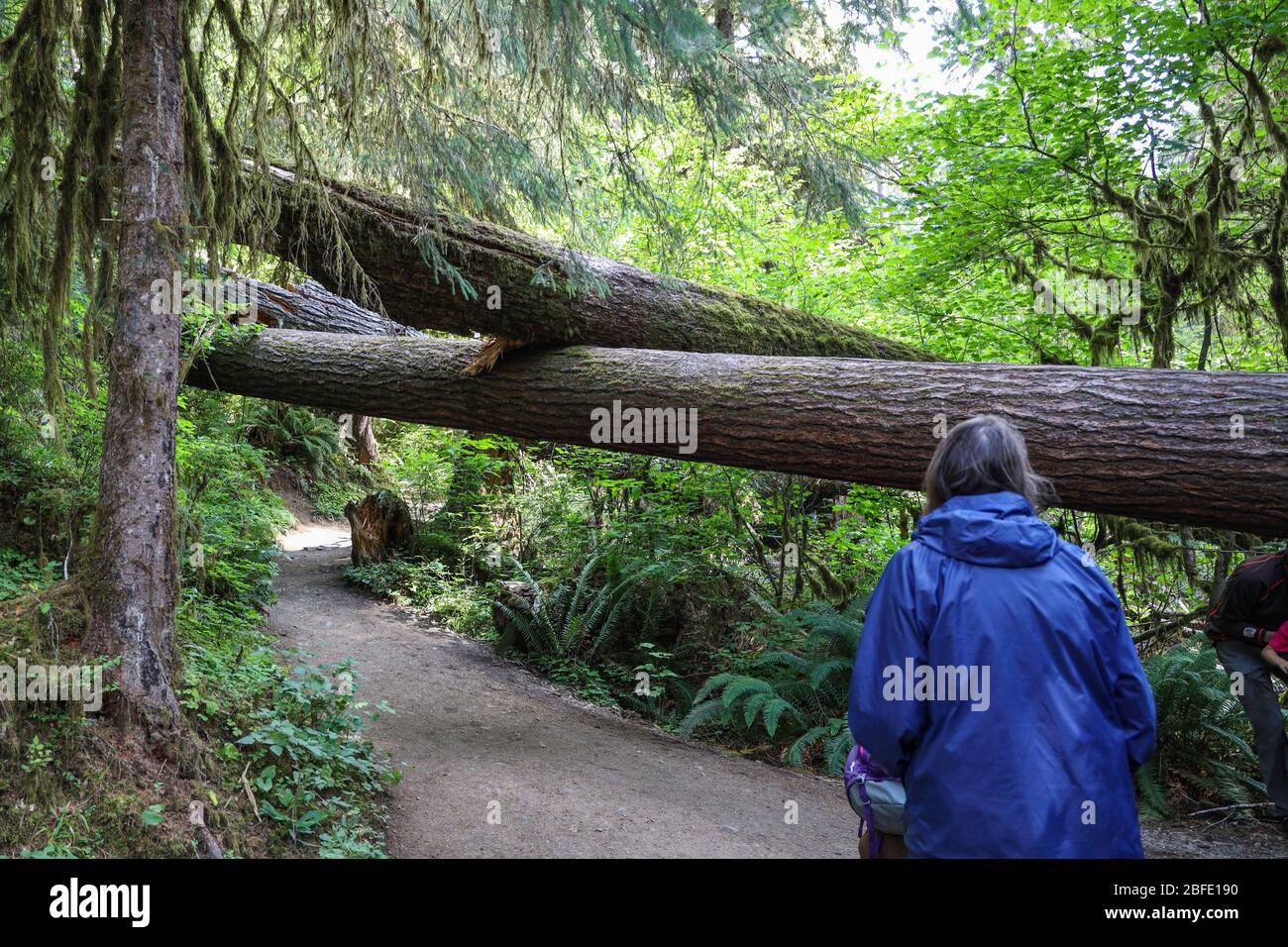 Der Hall of Mosses Trail im Hoh Rain Forest des Olympic National Park ist gesäumt von alten Bäumen, meist bigleaf Ahorn und Sitka Fichten in Mo drapiert Stockfoto