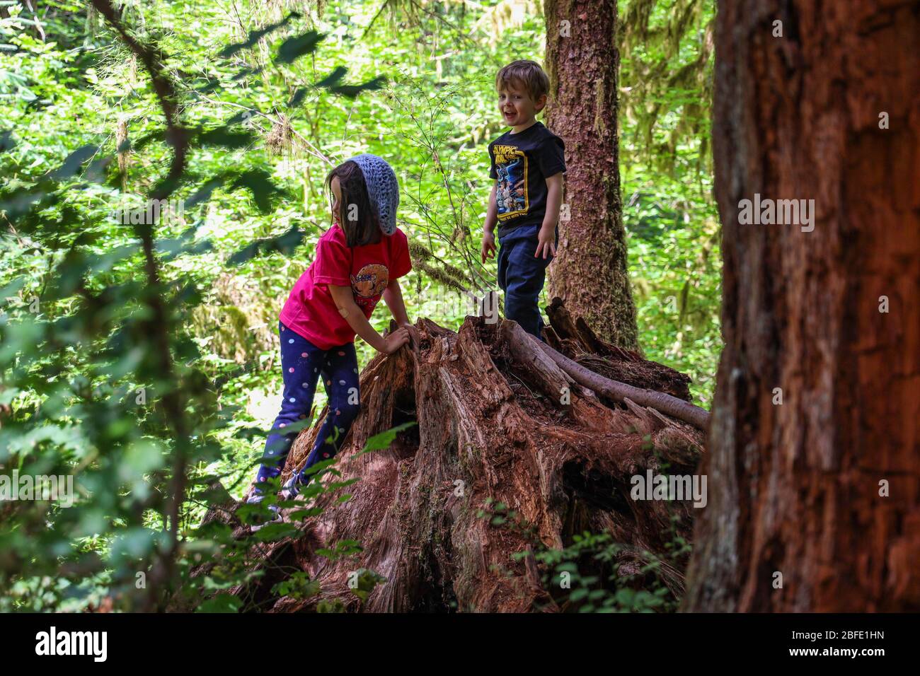 Der Hall of Mosses Trail im Hoh Rain Forest des Olympic National Park ist gesäumt von alten Bäumen, meist bigleaf Ahorn und Sitka Fichten in Mo drapiert Stockfoto