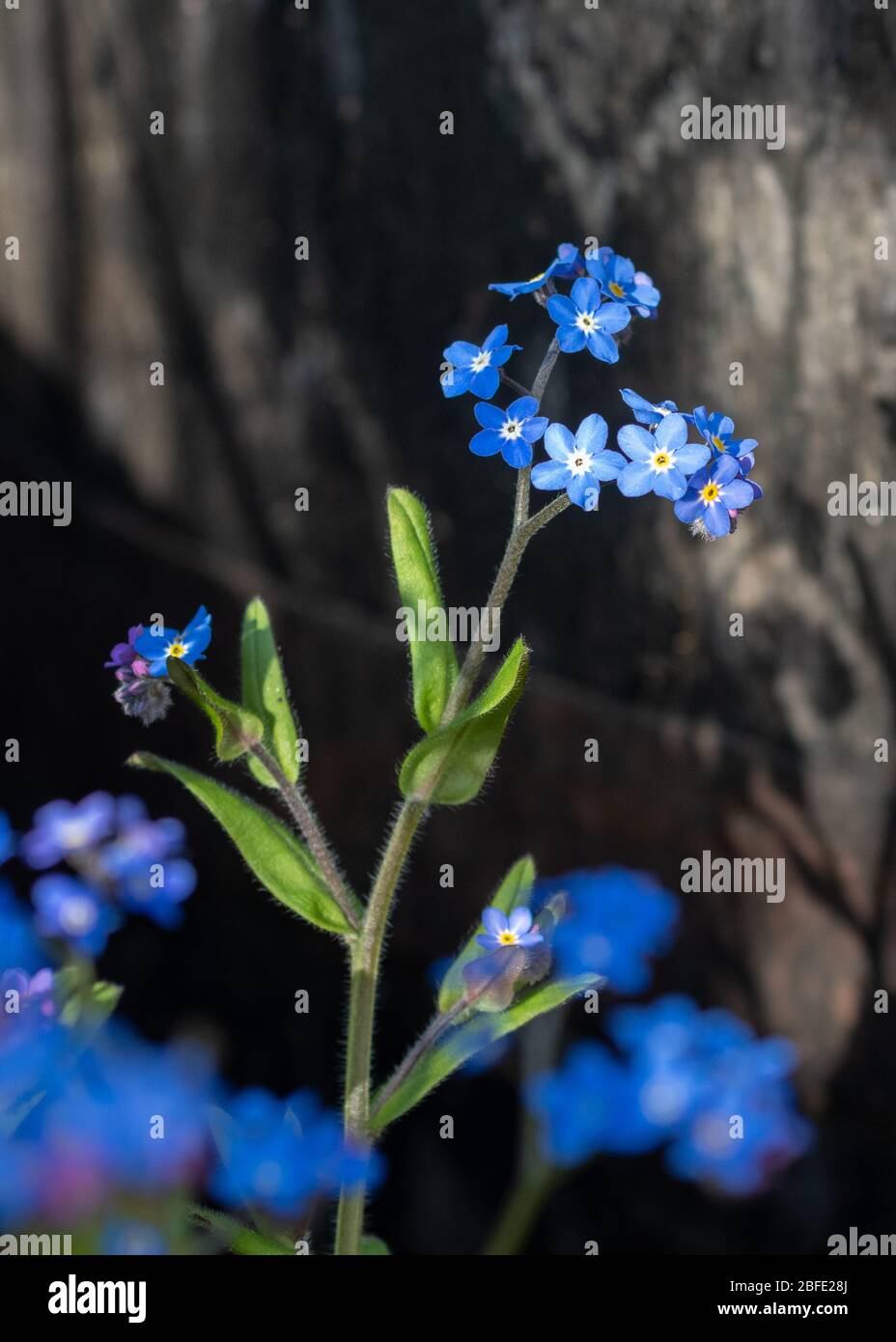 Vergiss mich nicht oder Myosotis oder Skorpiongras mit Schatten auf Whiskyfass in schottischem Garten - Schottland, Großbritannien Stockfoto