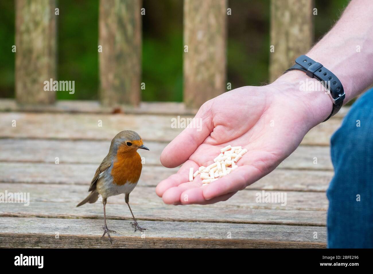 Coronavirus Lockdown Garden Zeit für Wildtiere - Fütterung Robin mit Suet Pellets in uk Garten während der Coronavirus Lockdown, Schottland, Großbritannien Stockfoto