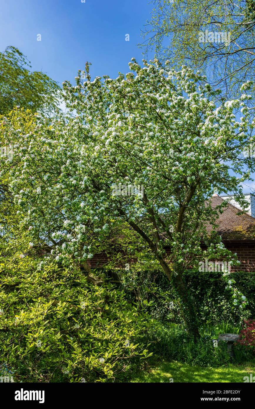 Krabben Apfelbaum Blüte. Stockfoto