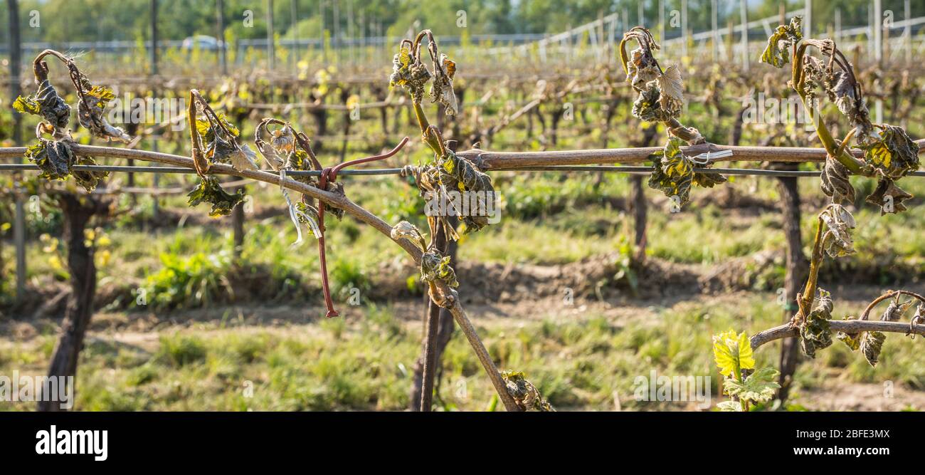 Stark geschädigtes Traubenlaub, verursacht durch einen schweren ungewöhnlichen Frühjahrsfrost. Frühjahrs-Frostschäden in Weinberg- Südtirol, Italien Stockfoto