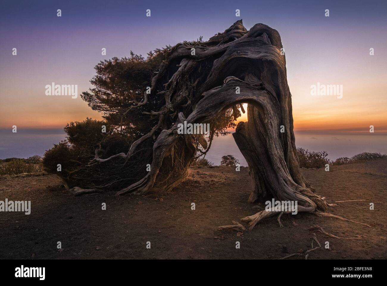 Ein alter Wacholderbaum, der durch die ständigen Winde verdreht ist, präsentiert sich auf dem Gipfel dieses Berges an einem Ort namens 'El Sabinar'. Auf der Kanarischen Insel El Hierro Stockfoto