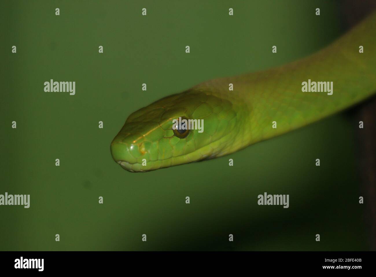 Östlichen grüne Mamba Stockfoto