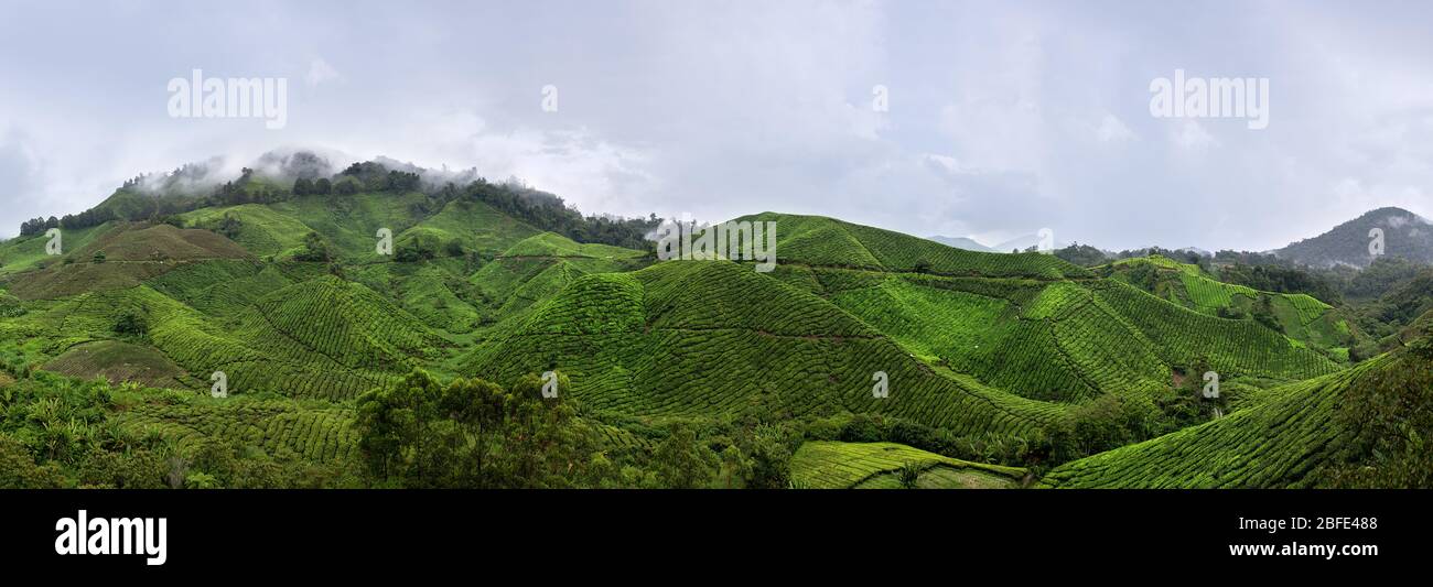 Die wunderschönen sanften Hügel des Cameron Highlands, bedeckt mit Teeplantagen in Süd-Malaysia. Stockfoto