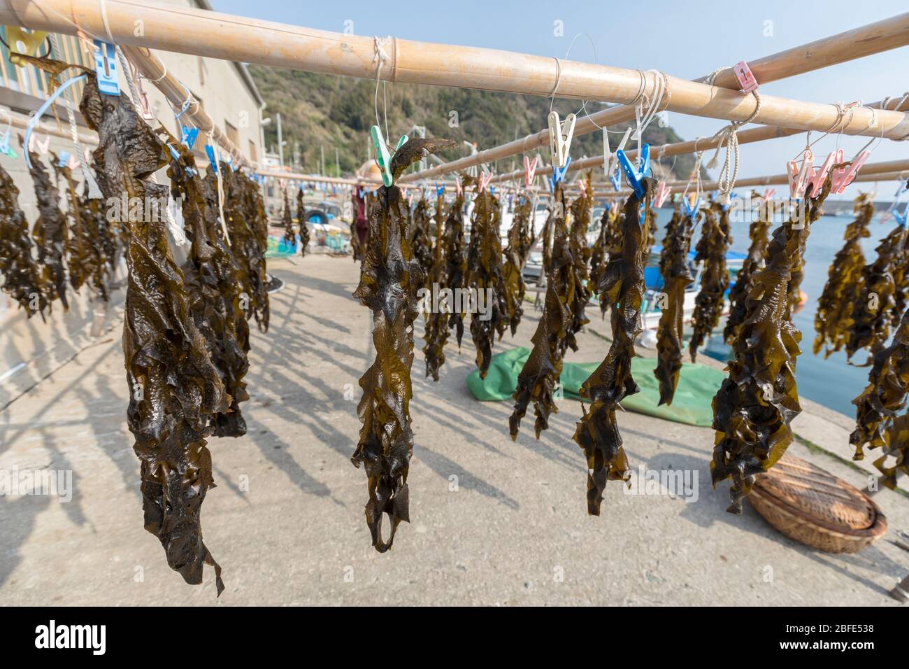 Braune Algen hängen bis zum Trocknen, Hohokucho Oaza Yatama, Japan Stockfoto