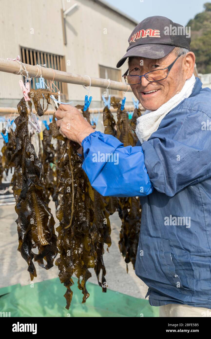 Aufhängen von braunen Algen zum Trocknen, Hohokucho Oaza Yatama, Japan Stockfoto