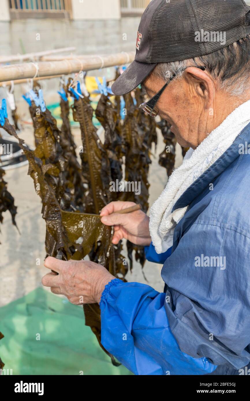Aufhängen von braunen Algen zum Trocknen, Hohokucho Oaza Yatama, Japan Stockfoto