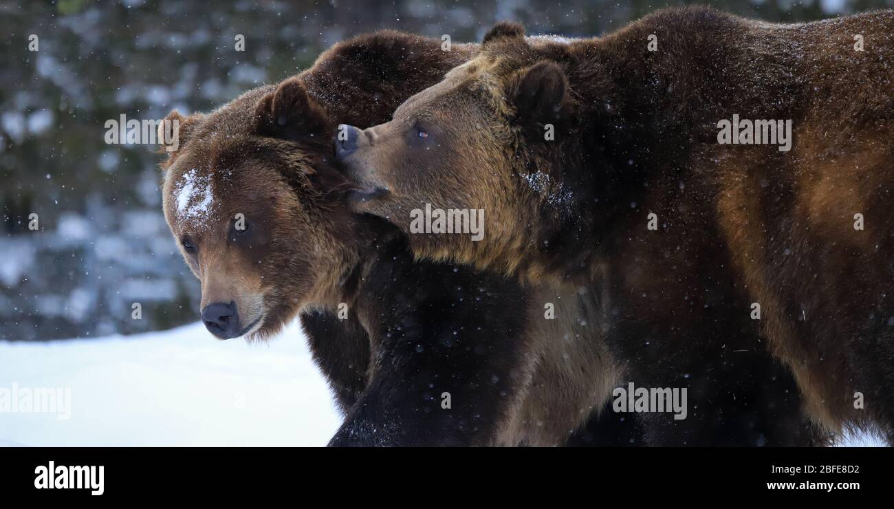 Grizzly trägt ursus acrtos, die im Schnee spielen Stockfoto