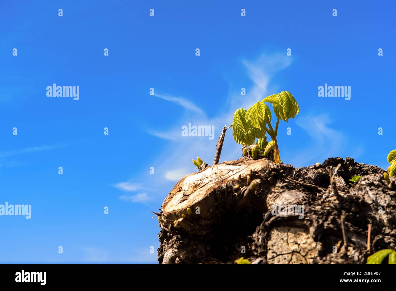 Kastanie. Junge Zweige und Blätter sprießen aus dem alten Stamm. Blauer Himmel im Hintergrund. Die Rinde des Baumes ist braun und gehackt. Feder an Stockfoto