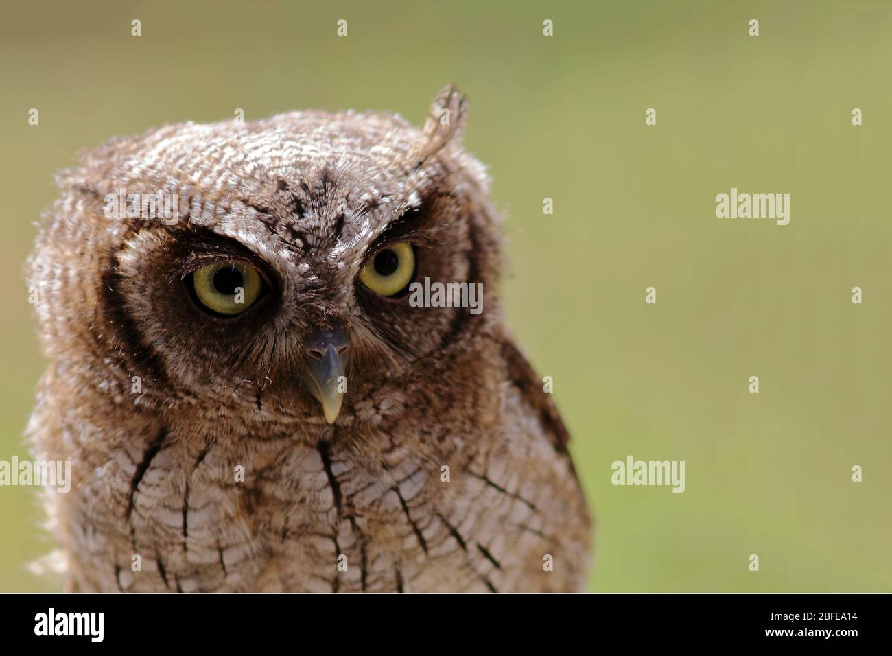 Nahaufnahme einer Eule (Tropical Screech-Owl) mit verschwommenem Hintergrund und Anzeigenraum Stockfoto