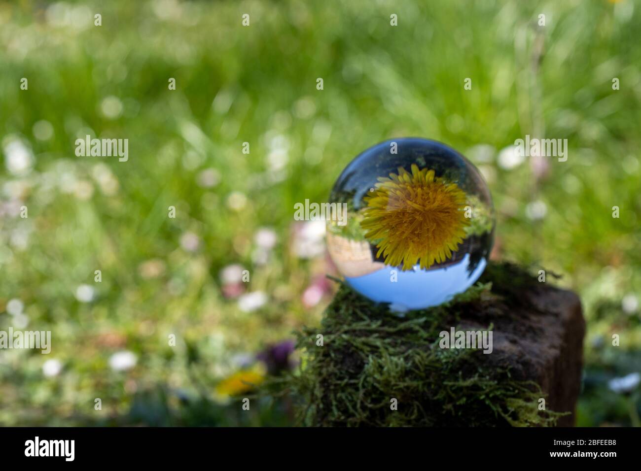 Kristallkugel mit Löwenzahn Blume auf Moos bedeckten Stein von einer Blumenwiese umgeben Stockfoto