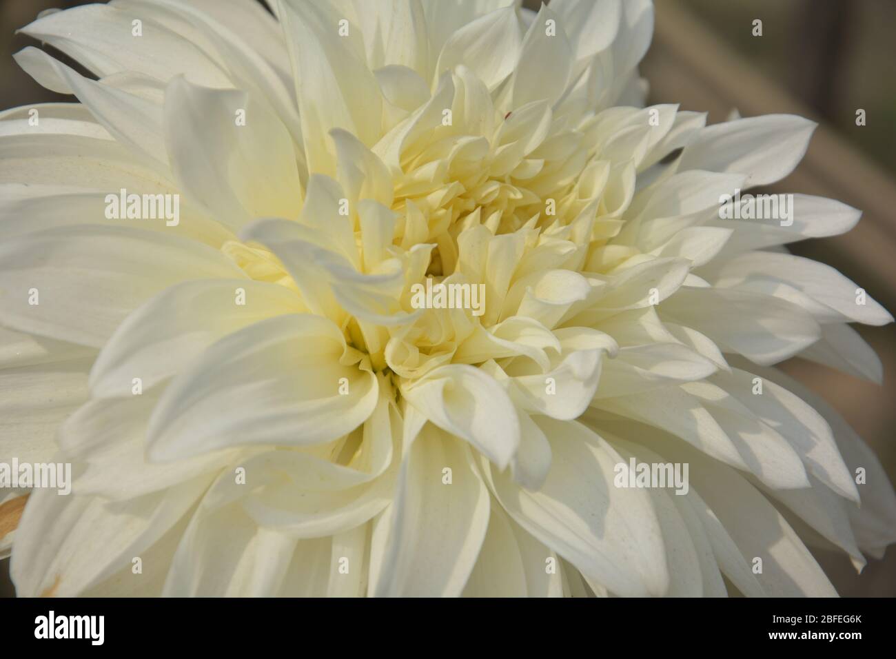 Nahaufnahme einer reinen weißen Dahlia-Blume, die in einem Garten blüht Stockfoto