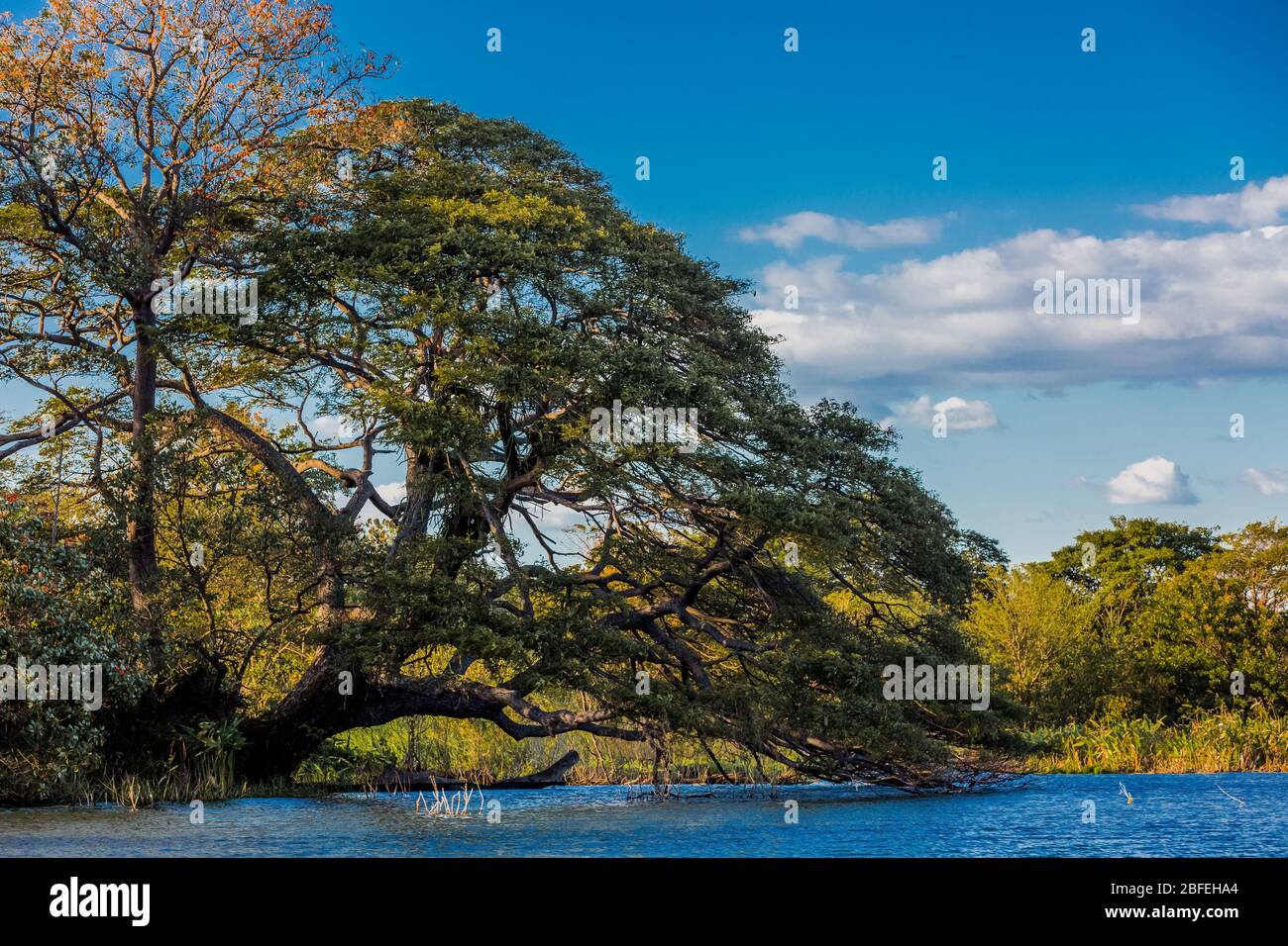 Bäume von Las Isletas de Granada Nicaragua See Stockfoto