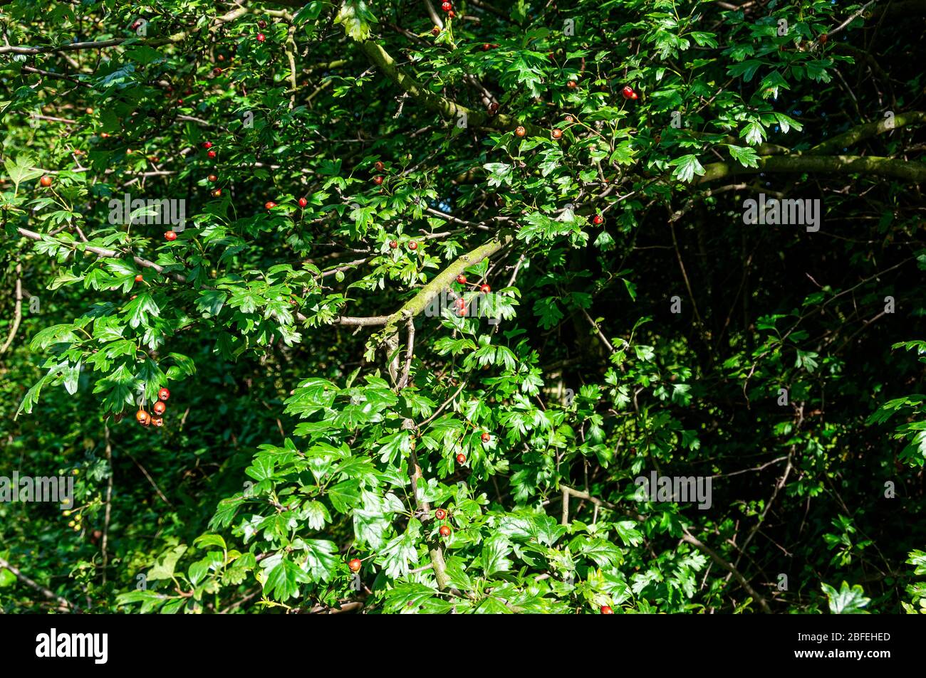 Dunkelrote Weißdornbeeren fügen Spritzer von lebendiger Farbe zwischen den tief gelappten grünen Blättern hinzu, von denen einige blasser erscheinen, während sie das Sonnenlicht reflektieren Stockfoto