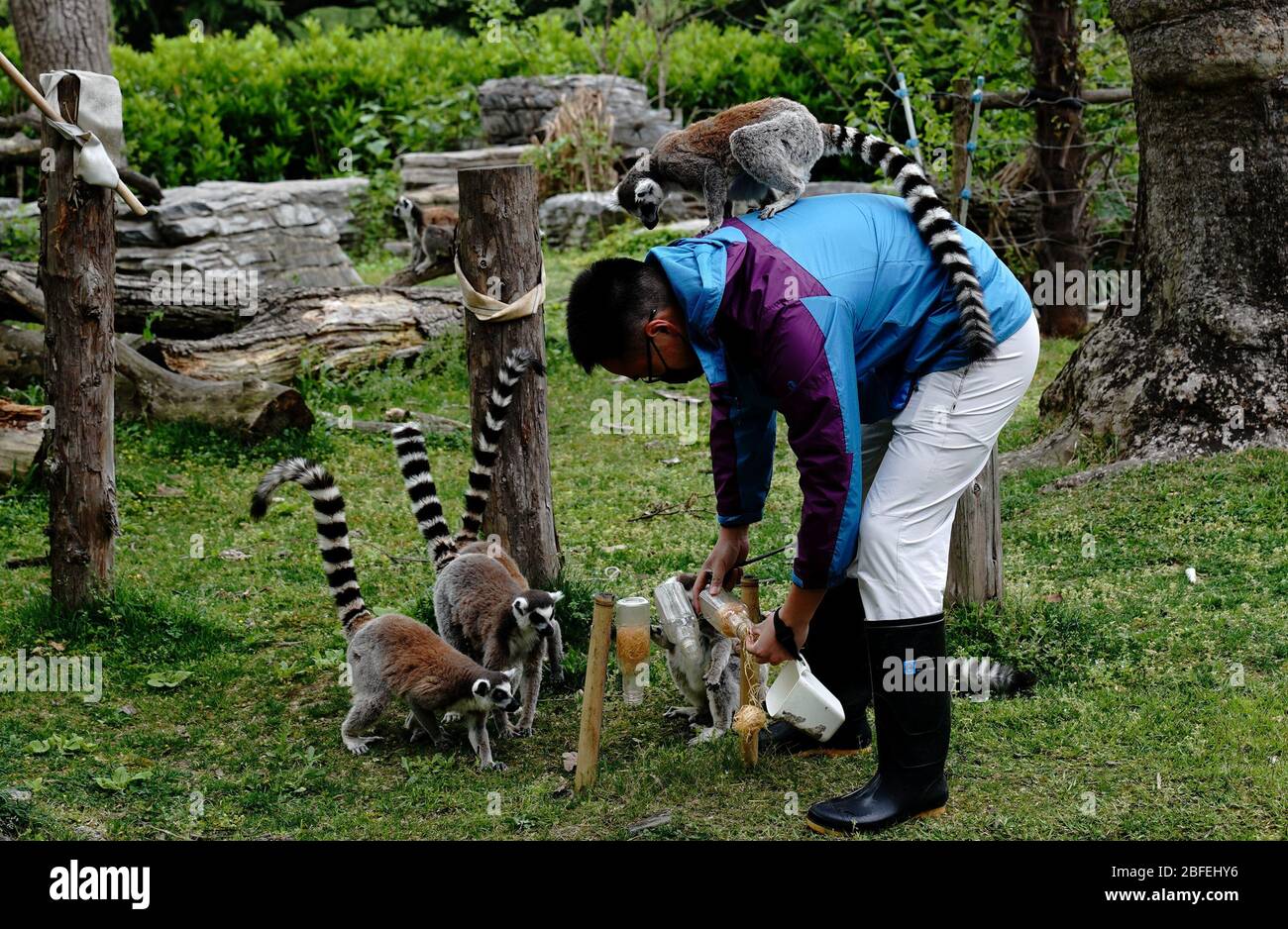 Shanghai, Chinas Shanghai. April 2020. ZooKeeper Zhang Yishun füttert Lemuren im Zoo von Shanghai, Shanghai, 18. April 2020. Verschiedene Maßnahmen wurden ergriffen, um das Leben der Tiere im Zoo zu bereichern und ihnen das Gefühl zu geben, in der Wildnis zu leben. Kredit: Zhang Jiansong/Xinhua/Alamy Live News Stockfoto