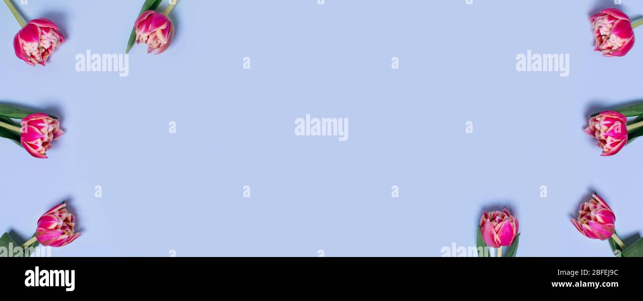 Grußkarte mit Tulpen auf blauem Hintergrund und Platz für Ihren Text in der Mitte. Vertikale Ebene Lage. Stockfoto