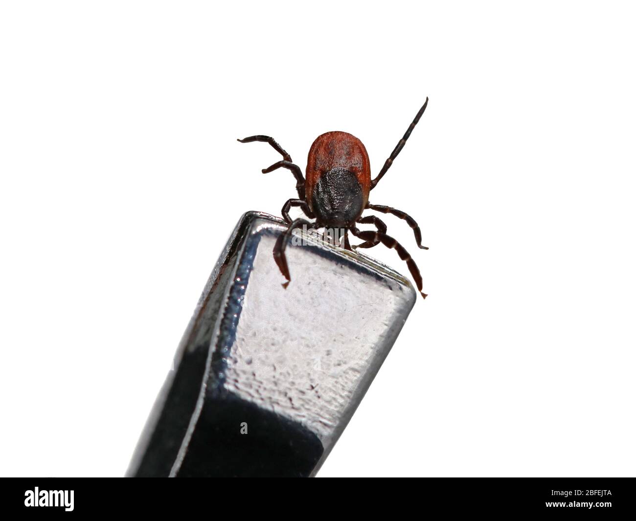 Zecke, Ixodes ricinus, von Pinzette isoliert auf weißem Hintergrund gehalten, Nahaufnahme Stockfoto