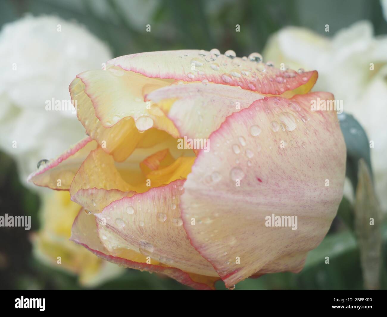 Regentropfen auf einer Tulpenblüte, gelb mit roten Farbtöne Stockfoto