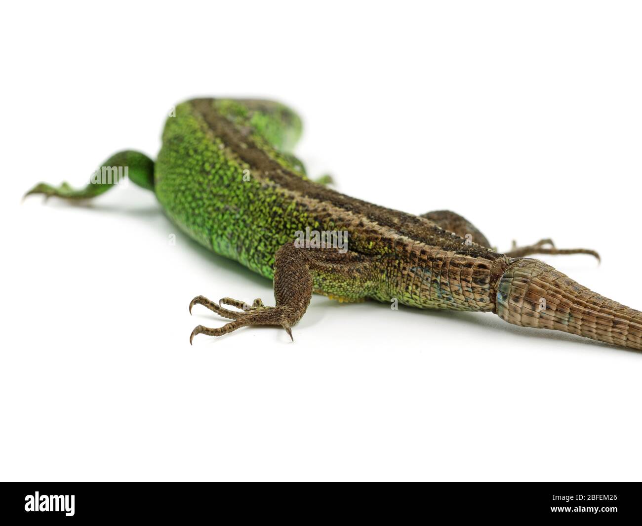 Grüne männliche Sandeidechse, Lacerta agilis, mit neuem Schwanz isoliert auf weißem Hintergrund, Rückansicht. Stockfoto