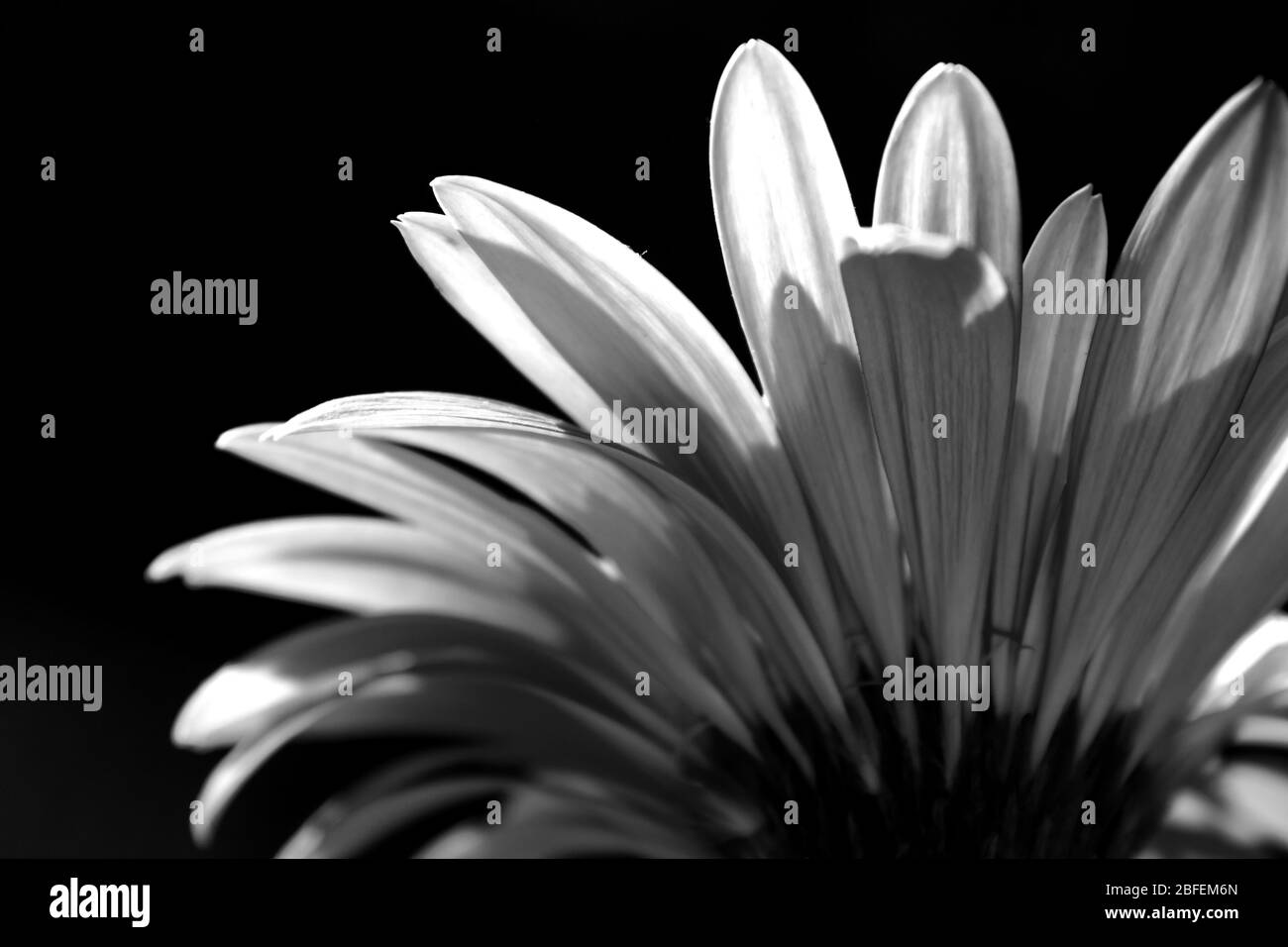 Rückansicht eines hintergrundbeleuchteten Baderton Daisy (Gerbera Jamesoni) in monochromer Ausführung mit schwarzem Hintergrund Stockfoto