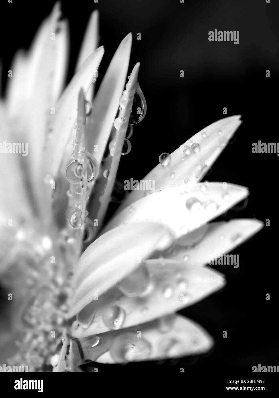 Wassertropfen, nach Regen, auf den Blütenblättern einer Hybrid-Baderton Daisy (Gerbera Jamesonii), fotografiert in Monochrome Stockfoto