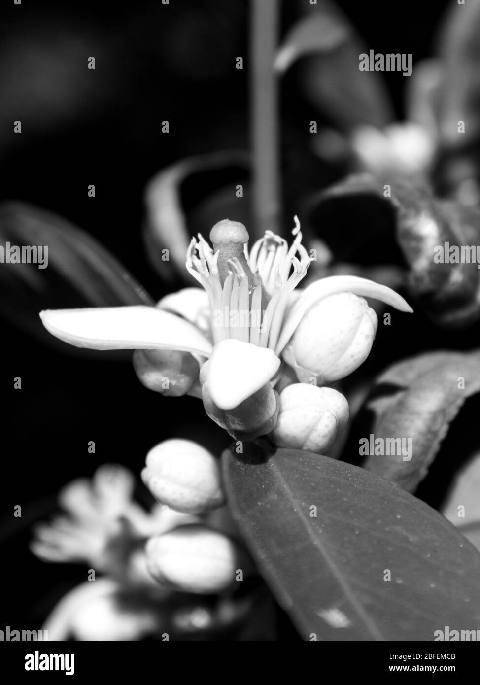 Nahaufnahme einer zarten, weißen Limettenblüte in monochromer Form, umgeben von Blütenknospen Stockfoto