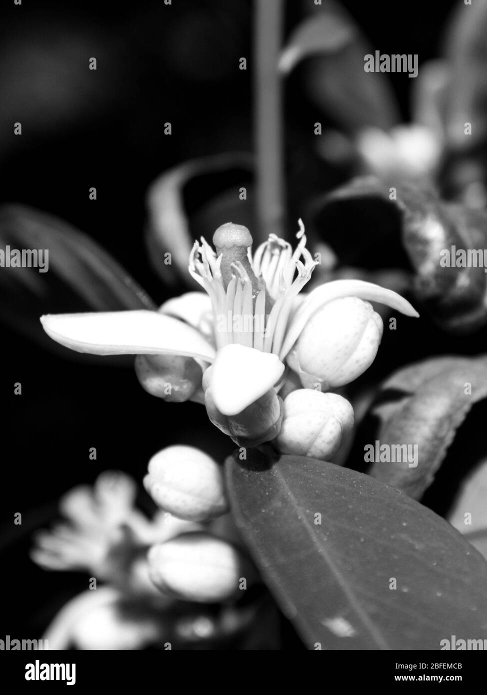 Nahaufnahme einer zarten, weißen Limettenblüte in monochromer Form, umgeben von Blütenknospen Stockfoto Nahaufnahme einer zarten, weißen Limettenblüte in monochromer Form, umgeben von Blütenknospen Stockfoto