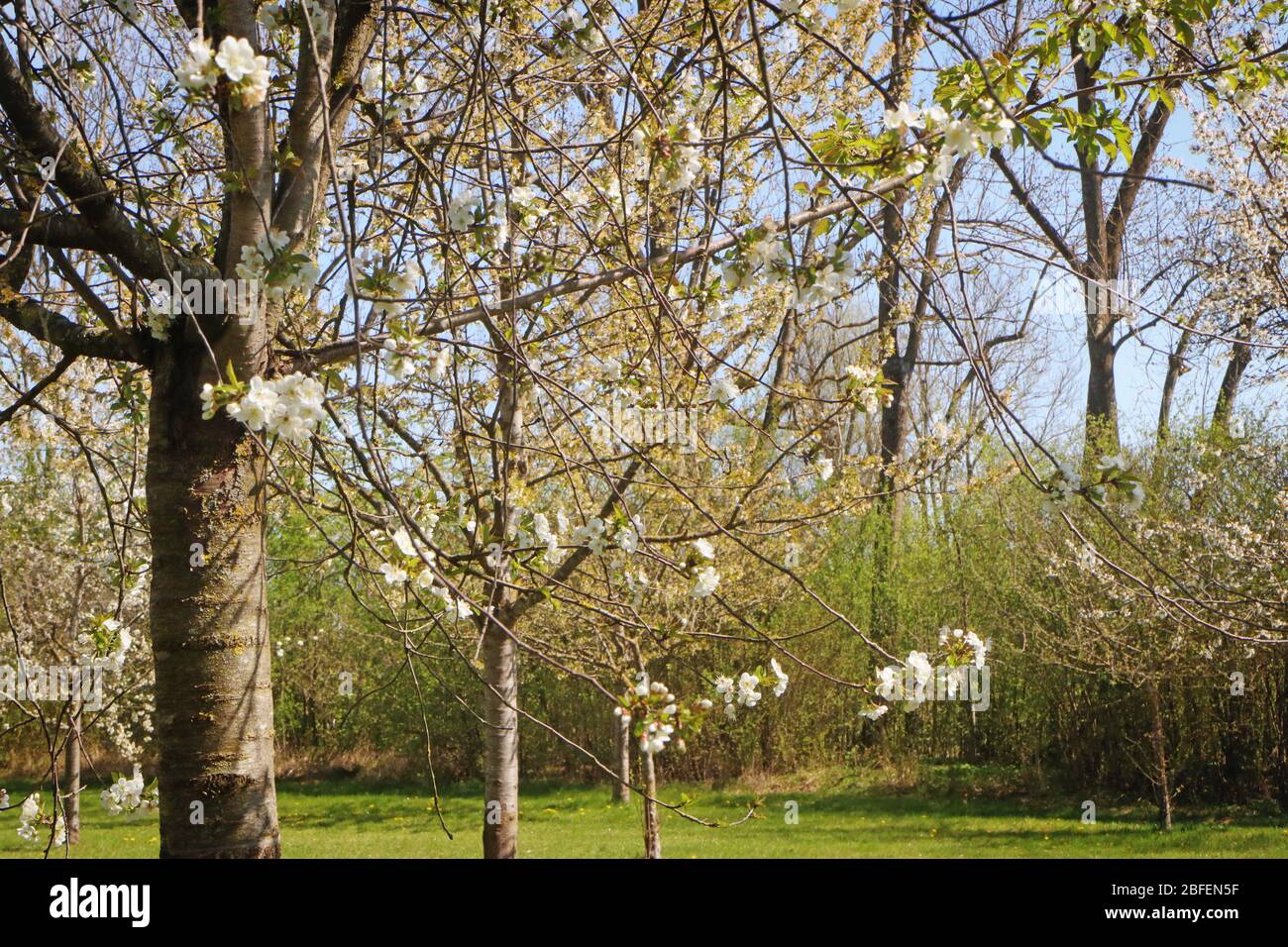 Frühlingslandschaft in Bayern: Erste weiße Blüten an den Apfelbaumzweigen im Obstgarten, weiche Fokussierung Stockfoto